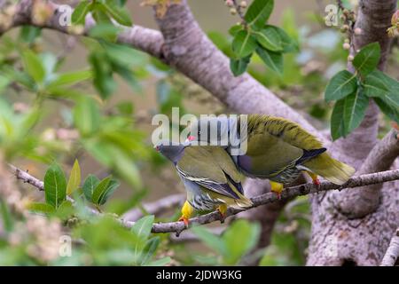 Paar afrikanische Grüntauben (Treron calvus) aus Zimanga, Südafrika. Das Männchen umwirbt das Weibchen. Stockfoto