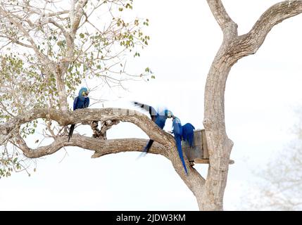 Hyazintara (Anodorhynchus hyacinthus) kämpfen um Nistplatz. Pantanal, Brasilien. Stockfoto