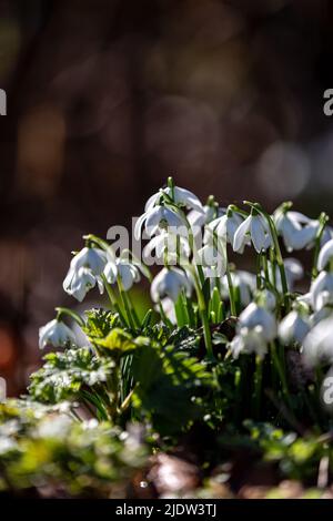 Eine Gruppe von Schneeglöckchen, die in der späten Wintersonne wachsen Stockfoto