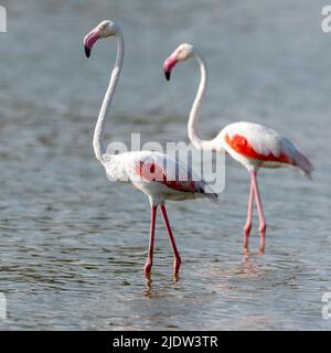 Große Flamingos (Phoenicopterus roseus) aus der Region Jawai, Rajasthan, Indien. Stockfoto