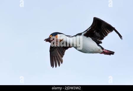 Ein antarktischer Shag (Leucocarbo bransfieldensis) sammelt Seegras für Nestmaterial. Foto aus Port Lockroy, der Antarktischen Halbinsel. Stockfoto