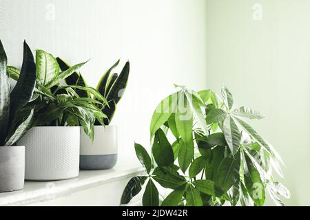 Mehrere Hauspflanzen in weißen Töpfen auf einem weißen Regal und pachira Stockfoto