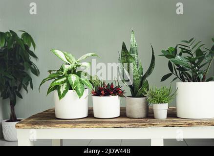 Eine Vielzahl von Hauspflanzen auf einem Holztisch, Indoor-Garten-Konzept Stockfoto