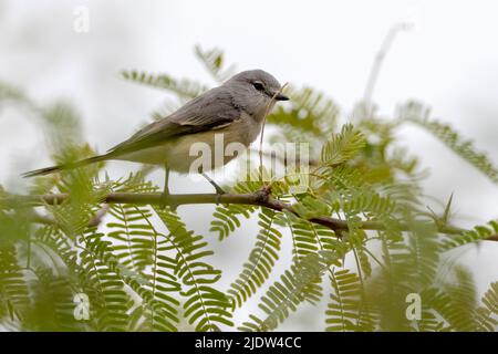 Gewöhnliches Chiffchaff (Phylloscopus collybita) aus Jawai, RRajasthan, Indien im Februar. Stockfoto