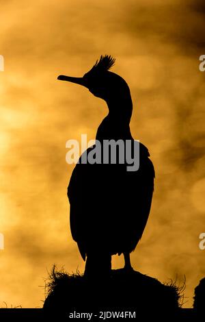 Gewöhnlicher Shag in Silhuette bei Hornøya, Finnmark, Norwegen. Stockfoto