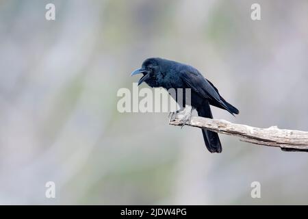 Indische Dschungelkrähe (Corvus culminnatus) aus dem Pench National Park, Madhya Pradesh, Indien. Stockfoto