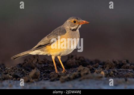 Kurrichane-Drossel (Turdus libonyana) aus Zimanga, Südafrika. Stockfoto