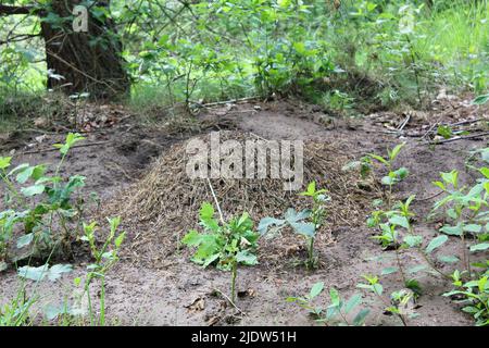 Ameisenhügel mit vielen Ameisen in der Natur schöner Panoramablick auf Moor-Sumpfteich zwischen grünen Pflanzen Bäume im Wald von Pipinsburg in Geestl Stockfoto