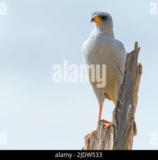 Easten Sie Chanting Goshawk (Melierax Poliopterus) von Samburu National Reserve, Kenia. Stockfoto