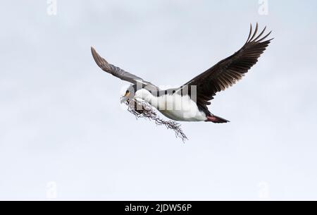 Ein antarktischer Shag (Leucocarbo bransfieldensis) sammelt Seegras für Nestmaterial. Foto aus Port Lockroy, der Antarktischen Halbinsel. Stockfoto