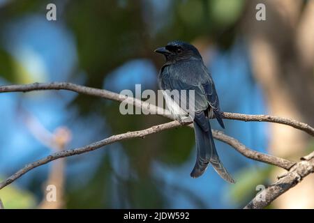 Weißbauchendrongo (Dicrurus caerulescens) aus dem Pench National Park, Madhya Pradesh, Indien. Stockfoto