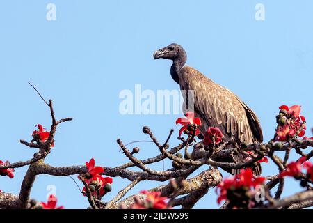 Schlankschnabelgeier (Gyps tenuirostris) aus dem Kaziranga-Nationalpark, Assam, Nordostindien. Stockfoto