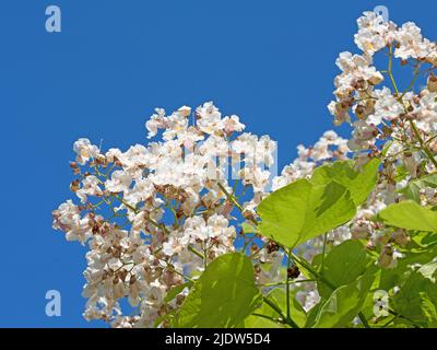 Blühender Bohnenbaum, Catalpa, im Sommer Stockfoto