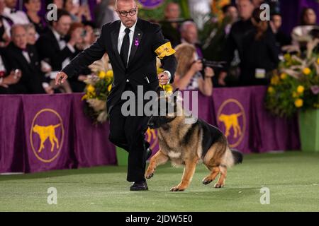 22. Juni 2022, Tarrytown, New York, USA: German Shephard, Gewinner der Herding Group, tritt beim Best in Show Finale 146. bei der jährlichen Westminster Kennel Club Show im Lyndhurst Mansion an. Wegen der anhaltenden COVID-19-Pandemie wurde auf dem offenen Gelände außerhalb des üblichen Standorts von New York City am Madison Square Garden ein jährlicher Wettbewerb abgehalten. (Bild: © Lev Radin/Pacific Press via ZUMA Press Wire) Stockfoto