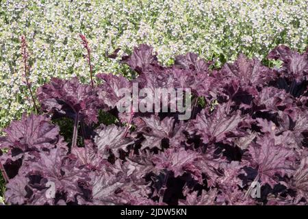 Kombinationsfarben Pflanzen Garten Heuchera 'Grande Amethyst' Kontrastgrenze Zitrone Thymian Thymus citriodorus Weiße Blumenkränze Dunkel lila Blätter Juni Stockfoto