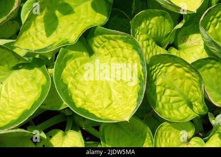 Beauty Wegerich Lily Hosta 'Rainforest Sunrise' bunte Blätter strahlendes Gold Zentren Stockfoto