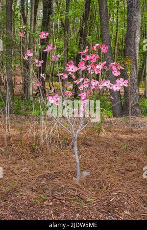 Delaware Botanic Gardens in Pepper Creek. Pink Dogwood im Frühling. Stockfoto