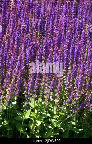 Salvia nemorosa 'Ostfriesland',Salvia Ostfriesland, Purpur, Wiesengesalter, Blühen, Blumen, Garten Stockfoto