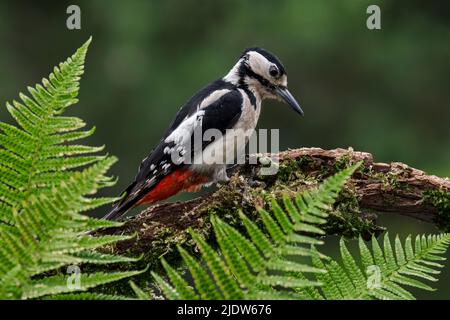 Buntspecht / Buntspecht (Dendrocopos major) Weibchen, die im Wald auf verfaultem Holz des toten Baumes Nahrungssuche Stockfoto