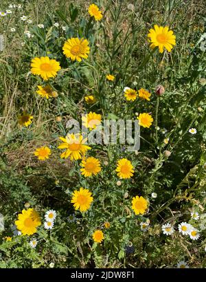 MAIS-RINGELBLUME Glebionis segetum. Foto: Tony Gale Stockfoto