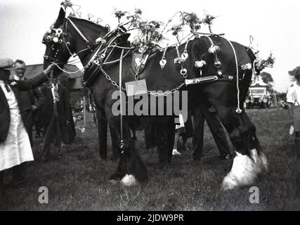 1930s, historisch, auf einem Feld bei einem landwirtschaftlichen Schaupferd, einem traditionellen Shire-Pferd, einem Arbeitpferd, das mit seinem Besitzer steht, mit dekorierten Blumenriemen. Im 19.. Jahrhundert waren schwere Shire-Pferde ein essenzielles für Landwirtschaft und Landwirtschaft. Die englische Cart Horse Society wurde 1878 gegründet und änderte ihren Namen in die Shire Horse Society of the UK. Stockfoto