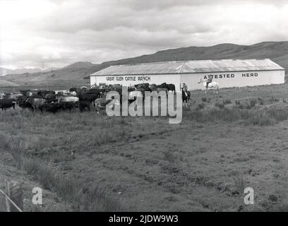 1956, historisch, eine Herde von Hochlandrindern, die auf der Great Glen Cattle Ranch, Spean Bridge, Scottish Highlands, Schottland, Großbritannien, von Ranchern zu Pferd aufgerundet wird, Mit Blick auf die markanten Tierheime. Die Ranch wurde 1945 von Joseph W. Hobbs, einem Geschäftsmann aus Kanada, gegründet, der in das Hochland kam mit der Idee, karges Moorland in prärieartige Viehweiden zu verwandeln, ein ursprüngliches Konzept zu dieser Zeit. Stockfoto