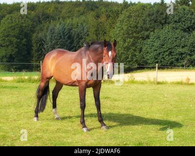 Arabisches Pferd steht auf einer Weide. Ein braunes Pferd mit einer weißen Flamme auf dem Kopf, das im Sommer an einem hellen sonnigen Tag auf grünem Gras steht. Wunderschön Stockfoto