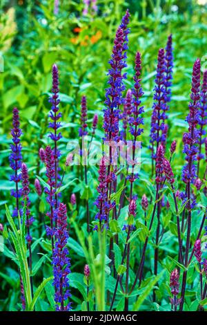 Im Sommer blühen in einem üppigen Garten Fuchshandschuhe in voller Blüte. Digitalis purpurea wächst in einem botanischen Garten in der Natur. Blühende Pflanzen blühen in einem Stockfoto