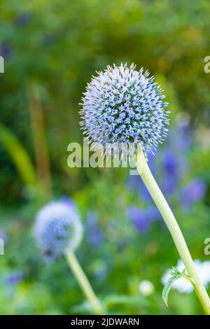 Nahaufnahme von wilden blauen Kugeldistelblüten, die im Sommer auf einem abgelegenen grünen Feld im Hinterhof wachsen. Gartenbau Detail, Texturen von blühenden echinops Stockfoto