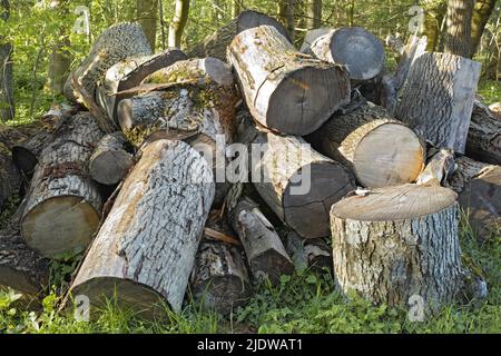 Stapel von Holzstämmen, die auf dem Gras in einem Wald liegen. Frisch gehackte Kiefern für alternative Wärme wie Holzfeuer. Ein Holzstapel, der im Holz verwendet wird Stockfoto