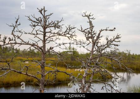 Verwelkter Baum im Sumpf gegen Himmel und Wasser Stockfoto