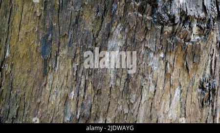 Nahaufnahme Textur von Eukalyptusbaum Stamm Rinde Textur Hintergrund. Natürliche Abstraktion Stockfoto