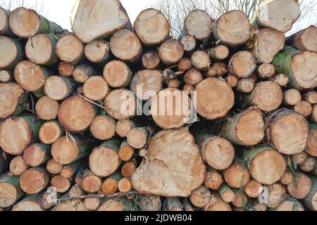 Gehackte Baumstämme und Baumstümpfe, die auf einer Plantage in einem Stapel gestapelt wurden. Rustikale Landschaft mit strukturiertem Brennholz in einem Holzgarten. Sammeln von trockenem Holz und Stockfoto