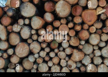 Ein Haufen von natürlichen gesägten Holzstämmen im Freien in einem Wald. Ein Stapel Brennholz geschnitten und für einen Kamin gehackt. Große braune Baumstämme, Holz Stockfoto