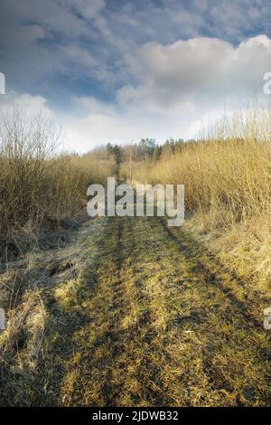 Unbefestigte Straße durch Sumpfland im frühen Frühjahr. Sumpfiges Land und Feuchtgebiet vor einem wolkenlosen blauen Himmel in der Natur. Nass und schlammig Weg durch ein Feld in der Stockfoto