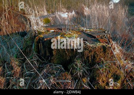 Moos bedeckter Baumstumpf im Grasfeld. Ländliche Naturszene von überwucherten Algen und wildem Schilf auf einem umgestürzten Baum in einem trockenen und trockenen Waldweg für Stockfoto