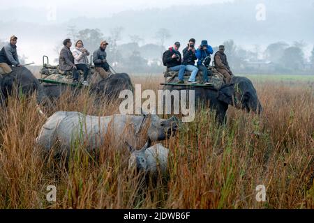 Touristen gehen auf Elefantensafari und treffen das indische Nashorn (Nashorn unicornis) in Kaziranga NP, Assam, Indien. Stockfoto