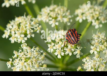 Bug mit roten und schwarzen Streifen, European Striped Shield Bug, Graphihosoma italicum, auf einer Schafgarbe-Pflanze Stockfoto