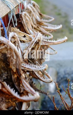 Luftgetrockneter Fisch. Traditionelle Art der Trocknung von Fisch in Norwegen, Trocknen in der Sonne hängend auf Holzregalen. Nahaufnahme von dehydriertem Kabeljau, der schon einmal war Stockfoto