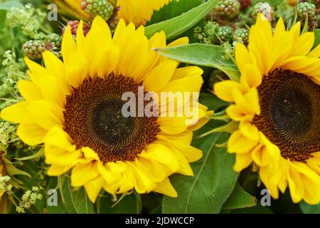 Nahaufnahme eines gelben Sonnenblumenstraußes. Zwei große, helle Sonnenblumen in einem Blumenarrangement im Landhausstil mit grünen Blättern und Blütenblättern. Rustikal und ländlich Stockfoto