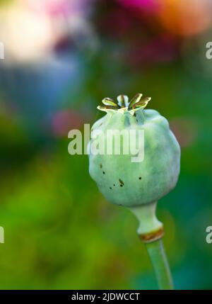 Nahaufnahme einer im Garten geschlossenen Opiumpflanze. Foto eines wilden Papaver somniferum, das noch nicht geöffnet ist. Wunderschöner üppig grüner Blütenkopf Stockfoto