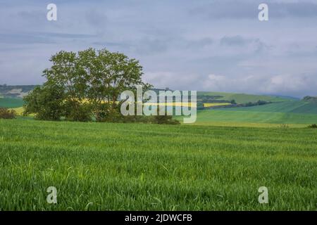 Spanien, Distrikt La D.o. Bauernfelder in der Nähe von Cirueña, Canola in einem fernen Feld. Stockfoto