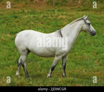 Ein weißes Pferd, das auf einer grünen Weide grast. Heimisches Nutztier oder Pony auf einem landwirtschaftlichen Feld mit frischem Gras. Ein Hengst oder eine Stute mit Stockfoto