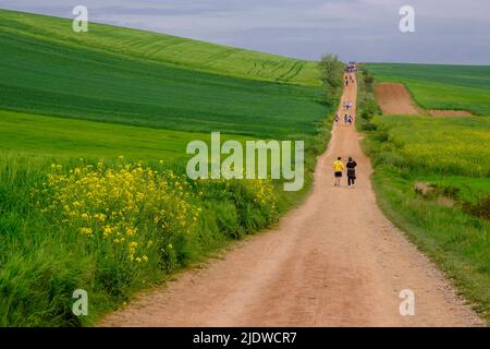 Spanien, Bezirk La Boja. Spanische Sekundarschüler, die auf dem Camino de Santiago in Richtung Santo Domingo de la Calzada wandern. Raps wächst in der Fi Stockfoto