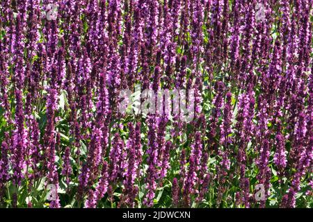 Sommer, Garten, Pflanze, Salvia nemorosa, Salvia 'Edula Rose',Salvia superba, Salbei, Salvias Stockfoto