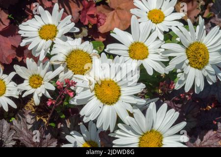 Shasta Daisy, Leucanthemum 'Western Star Stier', Leucanthemum superbum, Weiße Gänseblümchen, Blumen im Frühsommer Stockfoto