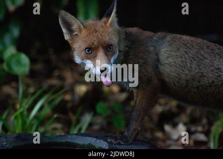 London, Großbritannien, 22. Juni 2022: Ein Füchslein trinkt aus einem niedrigen Vogelbad in einem Garten in Clapham, Süd-London. Anna Watson/Alamy Live News Stockfoto