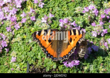 Biene und Schmetterling auf schleichenden Thymian, kleiner Tortoiseshell-Schmetterling, Aglais urticae, Schmetterling auf Blume, Thymian, Schmetterlingsblume, Thymus Stockfoto