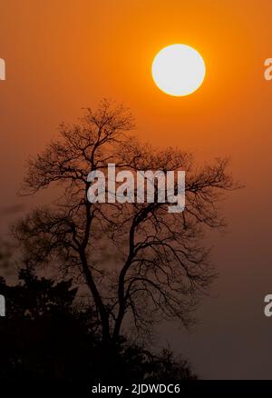 Sonnenaufgang im Bandhavgarh-Nationalpark. Stockfoto