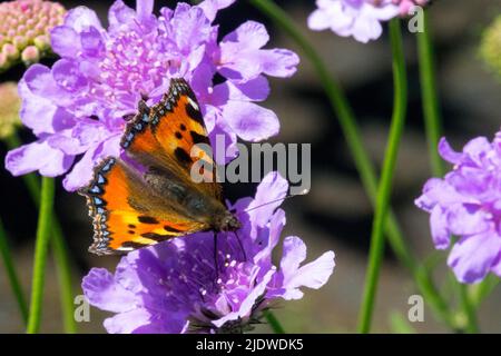 Kleiner Tortoiseshell Butterfly, Aglais urticae, sitzend auf Blume Scabiosa 'Flutter Deep Blue', Scabiosa columbaria Stockfoto